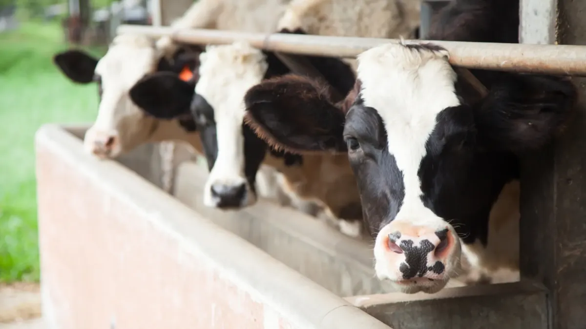 「牛乳＝健康」という巨大な幻想。なぜ日本人は「白い液体」を飲み続けるのか？骨粗鬆症からがんまで、乳製品が招く不調の真実